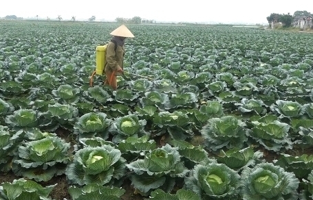 Nông dân Hải Dương, Quảng Ninh điêu đứng vì Covid-19, Bộ NN&PTNT lên tiếng gấp