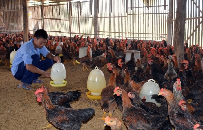 Đối mặt 2 cuộc khủng hoảng, lần đầu tiên chăn nuôi gia cầm tăng trưởng âm