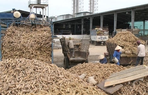 Xuất khẩu sắn tăng gần 100% tháng đầu năm
