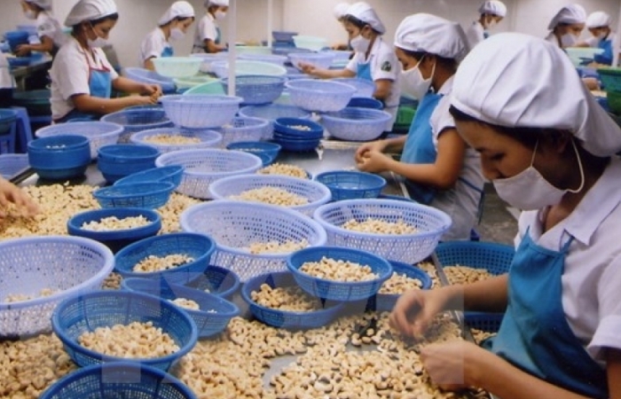 Xuất khẩu hạt điều vào EU ngày càng rộng mở nhờ EVFTA