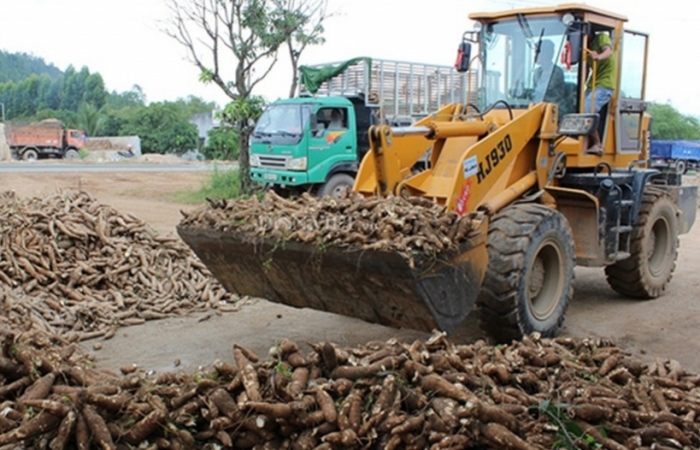 Xuất khẩu sắn đột ngột tăng mạnh