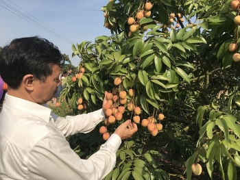 250 thương nhân Trung Quốc đăng ký mua vải thiều Lục Ngạn