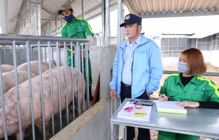 Bất thường giá lợn giảm sâu cận Tết