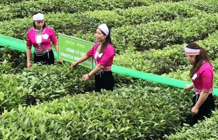Xuất khẩu chè thu về 64,5 triệu USD trong 5 tháng