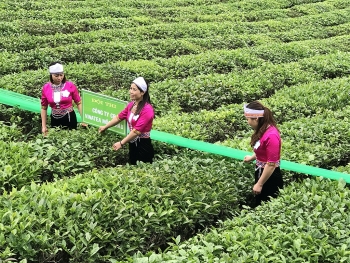 Thị trường chè mất cân đối cung-cầu hiếm có nhiều năm