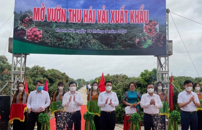 Hải Dương mở vườn xuất khẩu vải thiều
