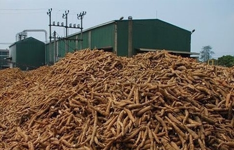 Quá phụ thuộc Trung Quốc, xuất khẩu sắn chưa tận dụng được FTA