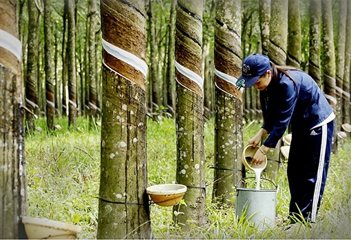 Xu hướng thị trường thay đổi, hướng đi nào để xuất khẩu cao su bền vững?