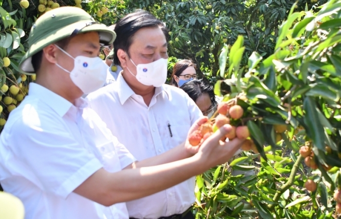 Bắc Giang tiêu thụ hơn 165.000 tấn vải thiều, đạt gần 87% tổng sản lượng