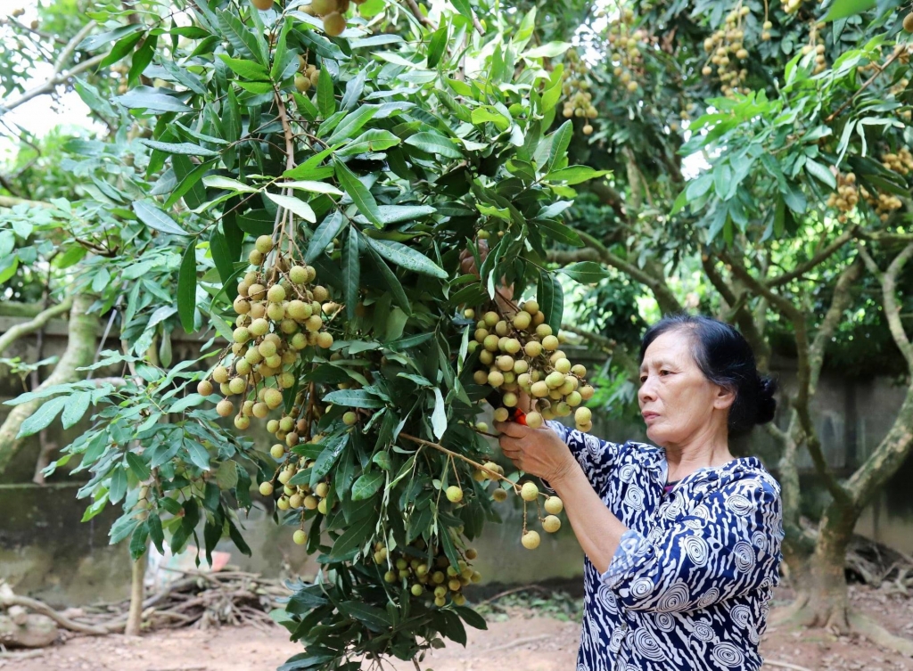 Ảnh: Nguyễn Thanh