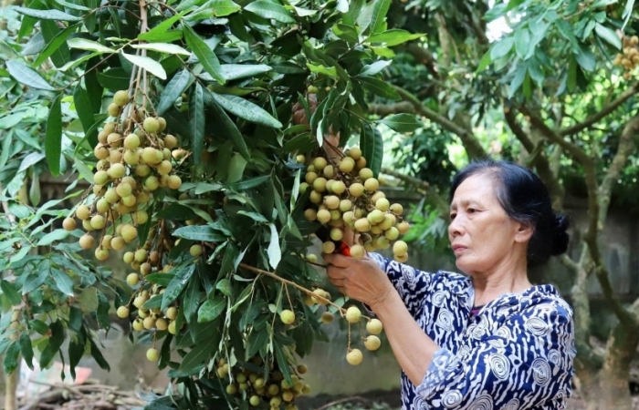 Mở tuyến vận tải hàng không trực tiếp tới Mỹ để bứt phá xuất khẩu trái cây