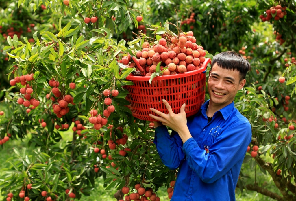 Xuất khẩu rau quả chuyển dịch rõ nét sang Hoa Kỳ, Nhật Bản