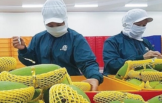 Trung Quốc "tuýt còi" xoài Việt