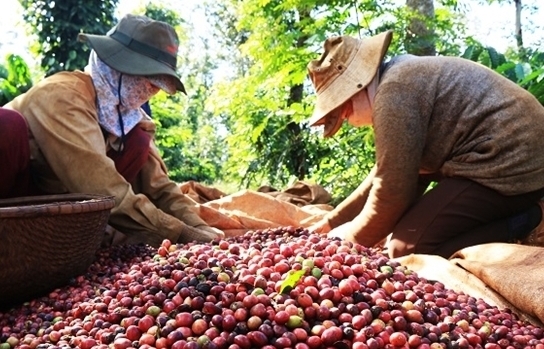 Giá cà phê nội địa tăng cao nhất trong 4 năm gần đây