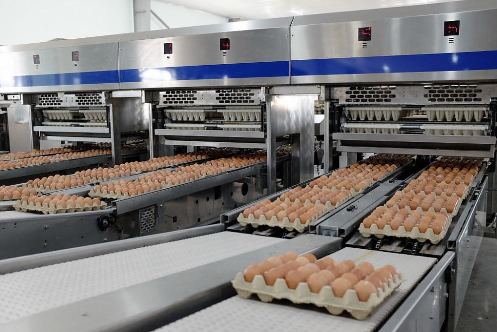 Dây chuyền đóng gói trứng gà tự động của Tập đoàn Hòa Phát. Ảnh: Trần Nghi