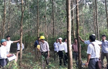 Sắp xếp công ty nông, lâm nghiệp: Loay hoay sau khi “thay áo”