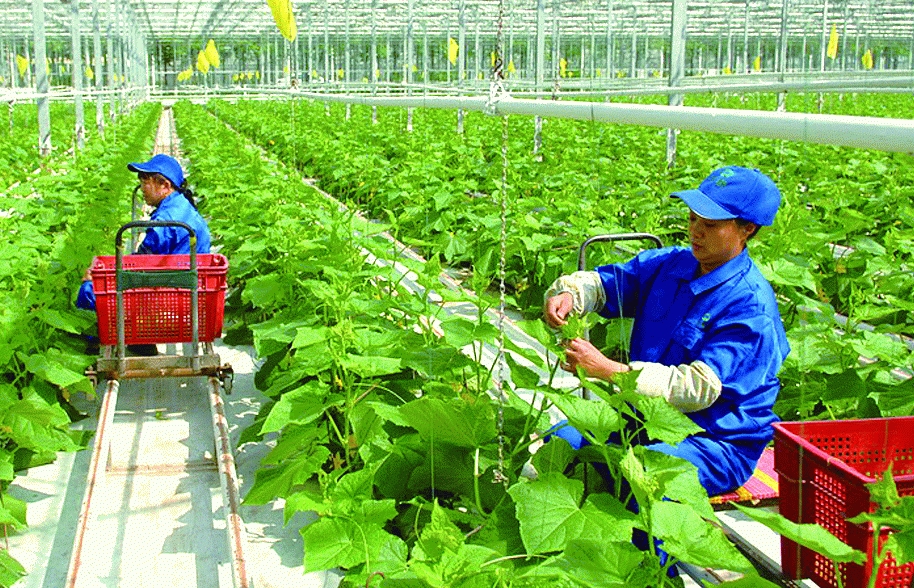 Đại gia 'ầm ầm' đầu tư vào nông nghiệp