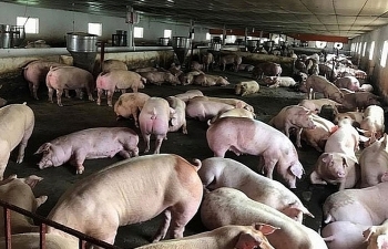 Bộ Giao thông vận tải triển khai nhiều biện pháp cấp bách ngăn chặn Dịch tả lợn châu Phi