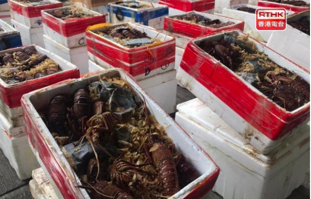 Thu giữ 3.000kg tôm hùm trong vụ buôn lậu