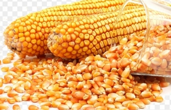 “Ngô hạt” và “khô dầu đậu nành” không được miễn thuế NK