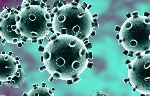 WHO xác nhận khả năng lây virus SARS-CoV-2 từ người sang động vật