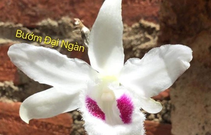 Cảnh báo người mua về “trái đắng” từ lan đột biến giá tiền tỉ