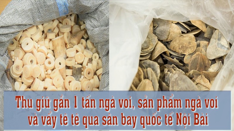 Thu giữ gần 1 tấn ngà voi, sản phẩm ngà voi và vẩy tê tê